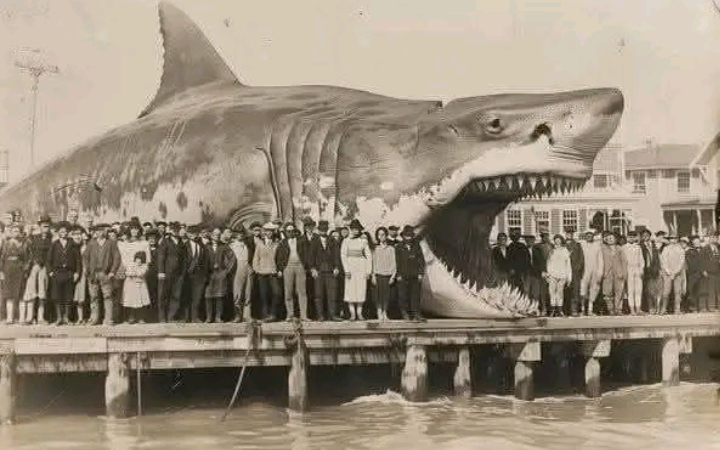 The Seesturm’s Legendary Encounter with the Megalodon: A Discovery That Redefined Marine Science