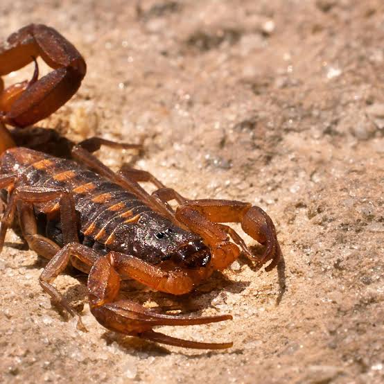 Breaking news:The Scorpion: Nature’s Master of Survival and Adaptation