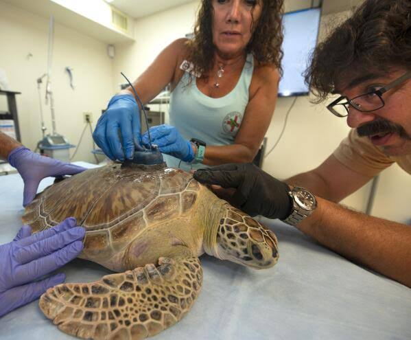 Two sea turtles are released in PCB by the Gulf World Marine Institute.