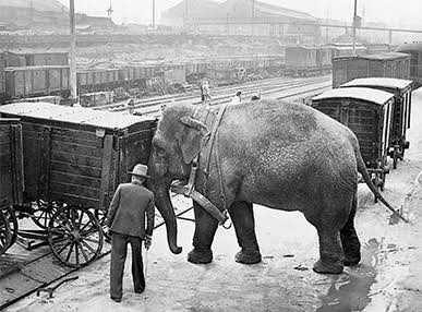 Despite their seeming incongruity, Maine and the largest land animal in the world have a lengthy and intriguing history together.