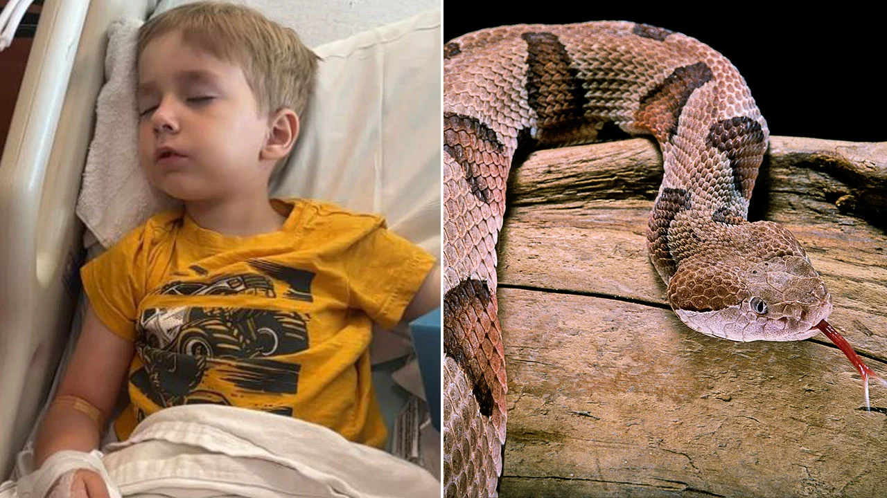 A group of 12 teenagers was attacked by a snake while staying at a Lake Gaston summer rental property and………