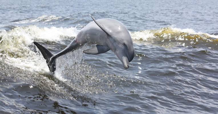 Do you want your trip to Florida to be noticed?  Cruise with dolphins at Panama City Beach.
