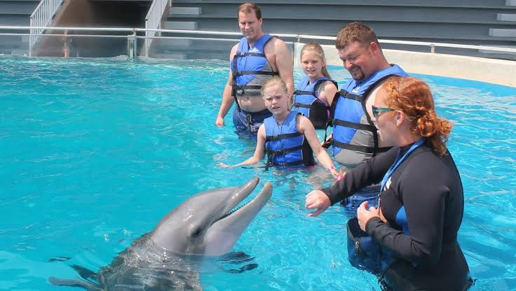 Families swim with dolphins and contribute.