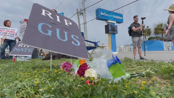 On Gulf World Marine Park, a local wildlife advocate said, “The park is literally falling apart.”